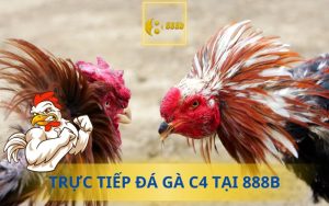 ĐÁ GÀ C4 TẠI 888B